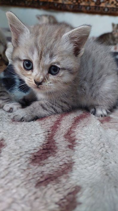 Британские котята.г. Шымкент.