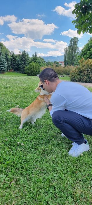 Разходка Обучение Отглеждане на Кучета