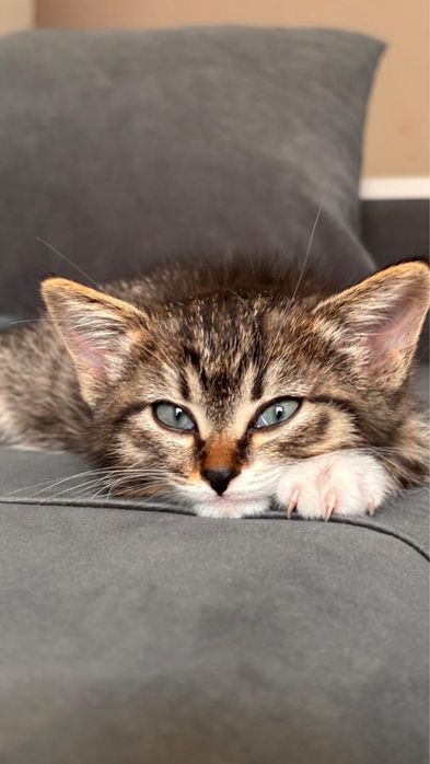 Котенок-девочка 2 месяца