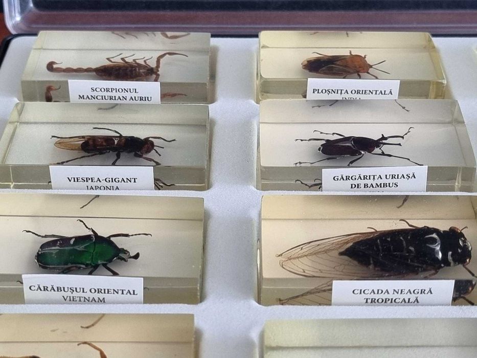 INSECTE REALE - Intreaga colectie de la Deagostini, 56 piese + albume!