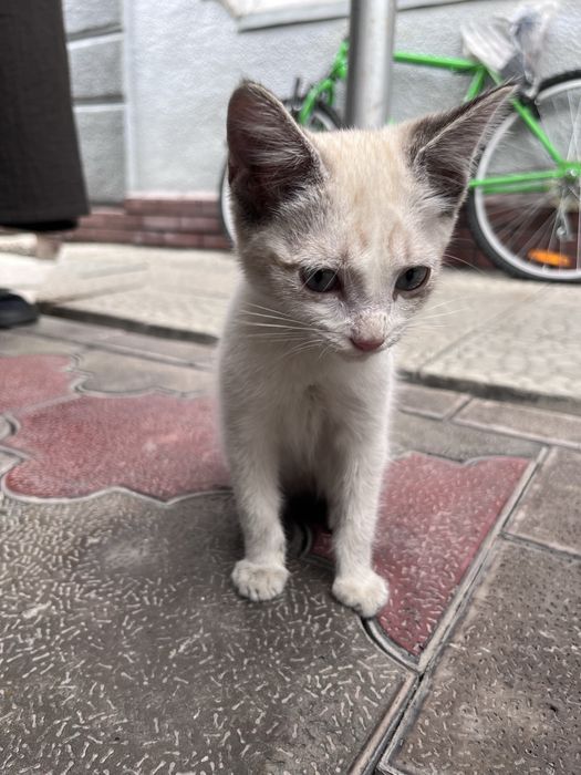 Котенок в добрые руки