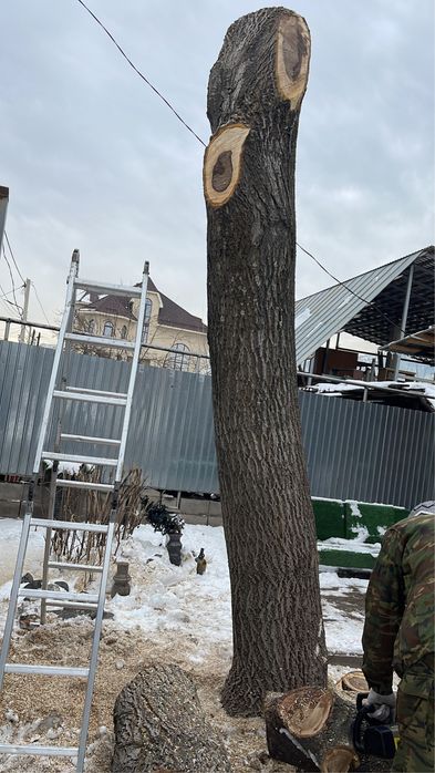 Орех, дрова плодовые и строительные