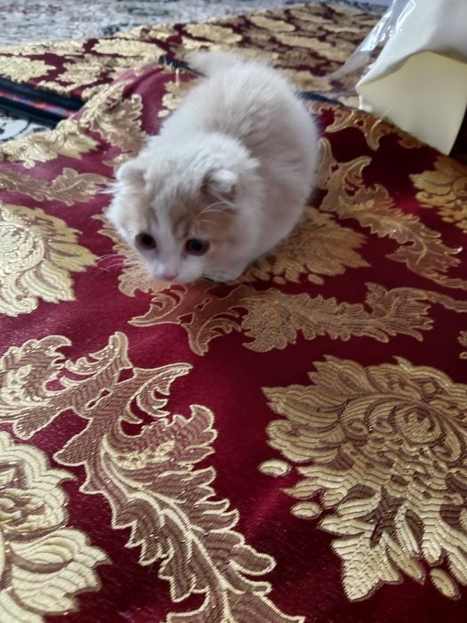 Mushukcha scottish fold