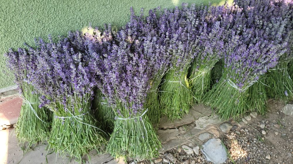 Tufe Lavanda Bucuresti