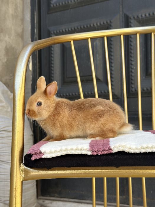 Farzandingizga telefon emas… yurak bilan bog‘lanadigan tirik do‘st ber