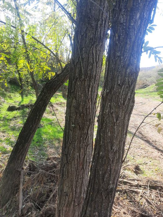 Bustean de salcâm de vinzare 300 metri cubi