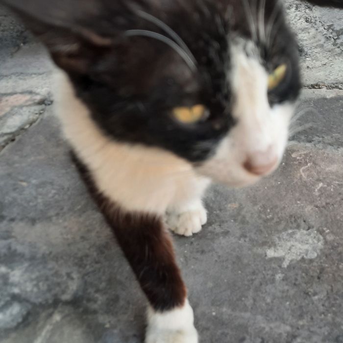 Чёрно-белая кошка