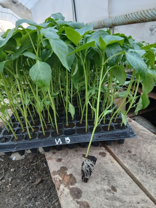 Разсад домати,краставици,пипер