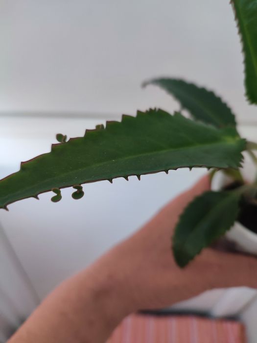 Каланхоэ лечебное.