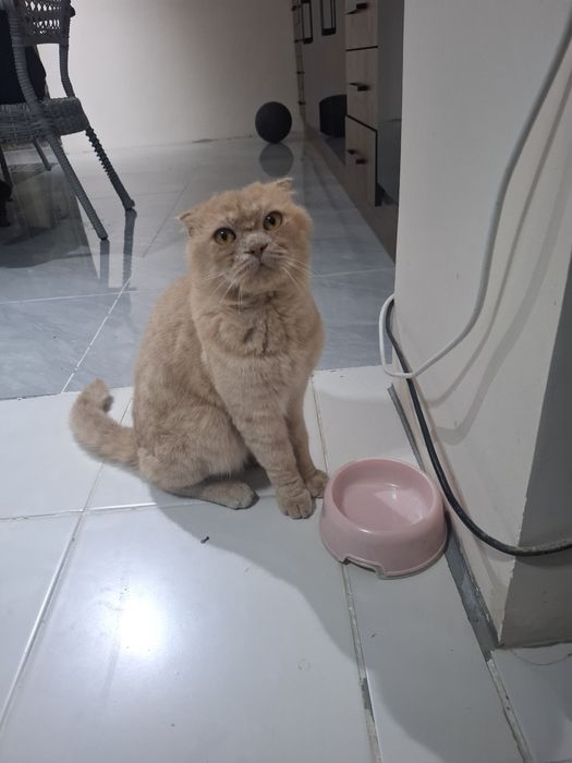 Сотилади эрке тоза парода