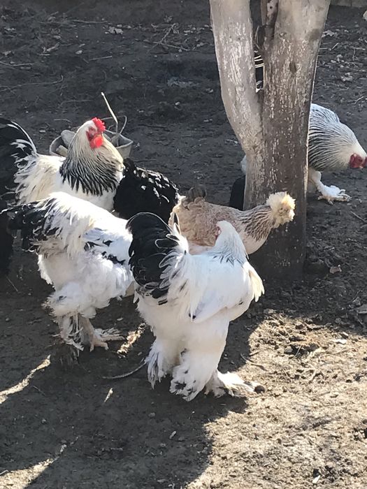 Brama tuximlariga zakaz olamiz  zoti toza 100%