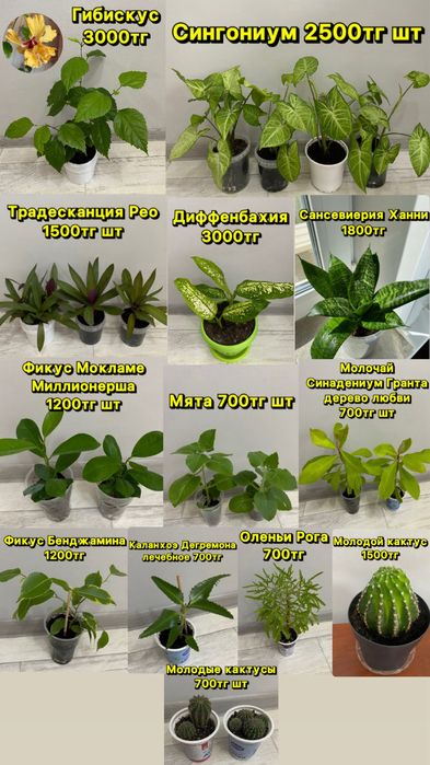 Комнатные цветы разные