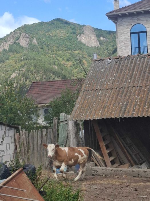 Vând vițel 6 luni