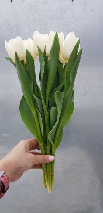 Тюльпаны свежесрезанные,размер 40-50 см