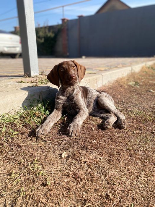 Продам курцхаар девочка