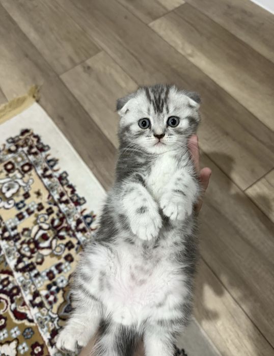 Шотландские Вислоухие мальчики