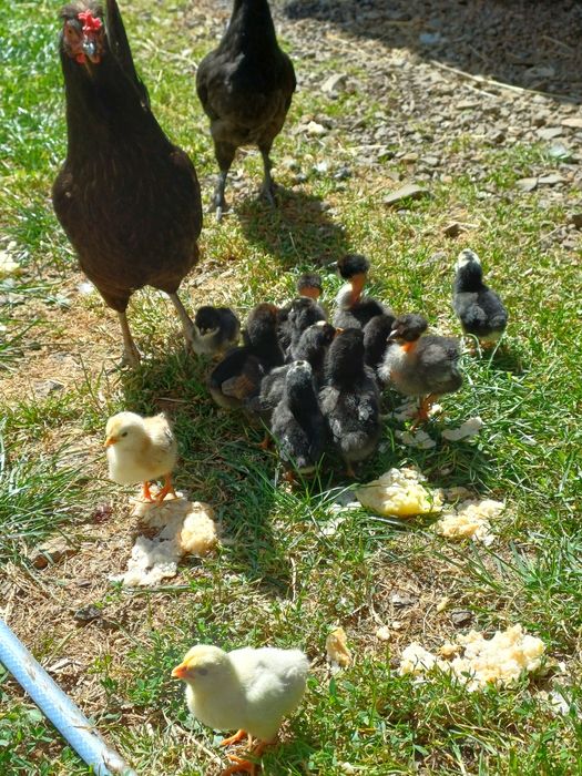 Găini de iopan , vreo 5 sunt de 2 ani, restul din toamnă