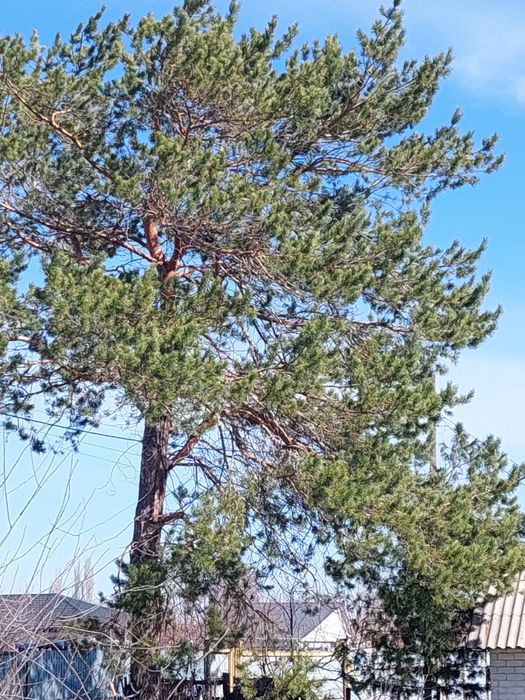Участок под строительство.