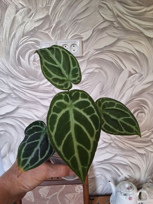 Продам деток антуриумов
