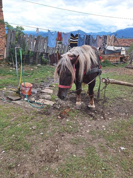 Vind armăsar de 4 ani