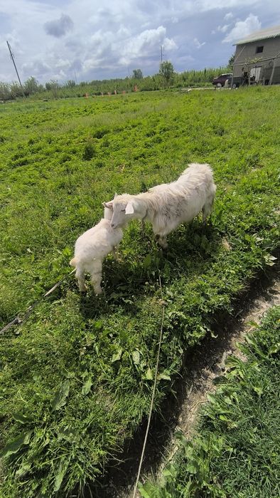 Йиб ичишига кафолат бераман