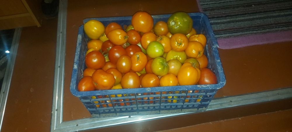 Продам домашние .