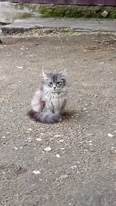 Кошечка ищет себе дом!