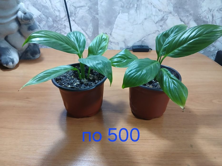 Продам домашние растения