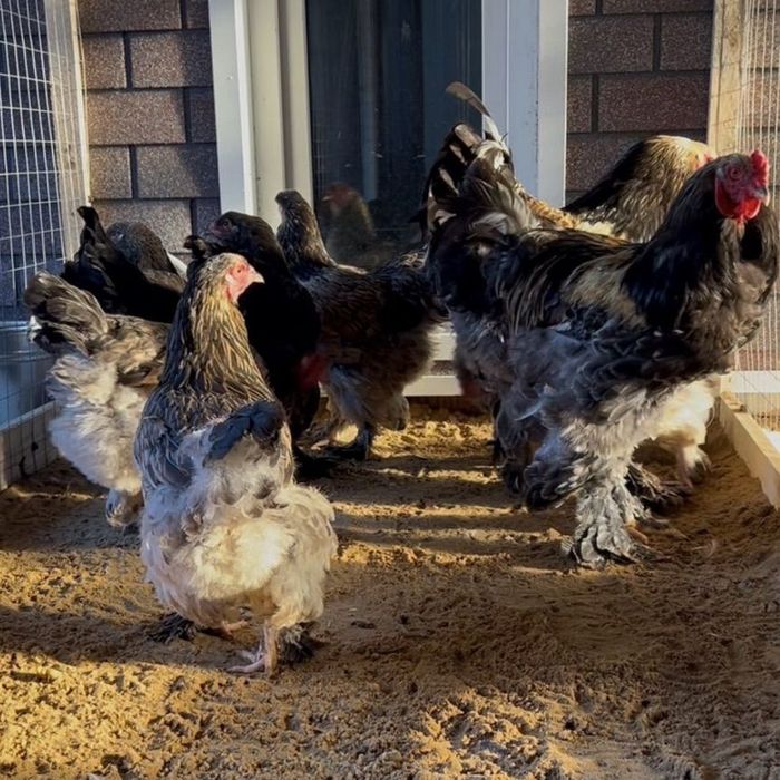 Продам кур и пятухов