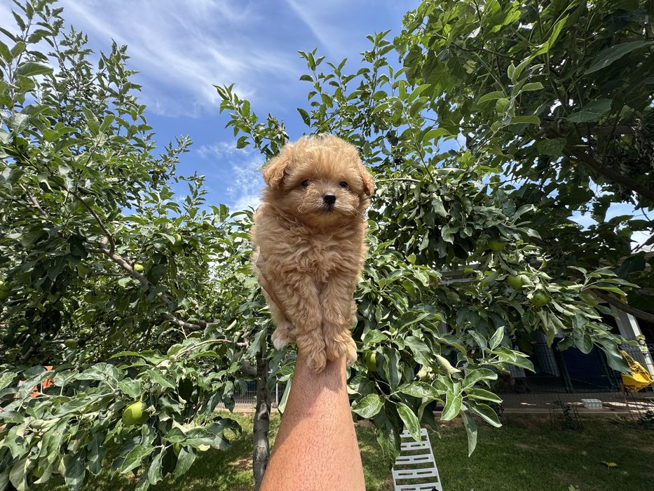 Продавам помапу - възможна доставка