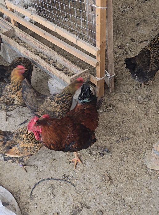 Кучинский сицывый