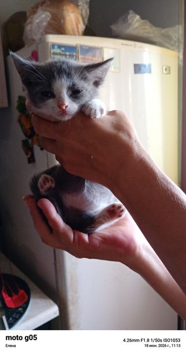 Отдам котят в добрые руки