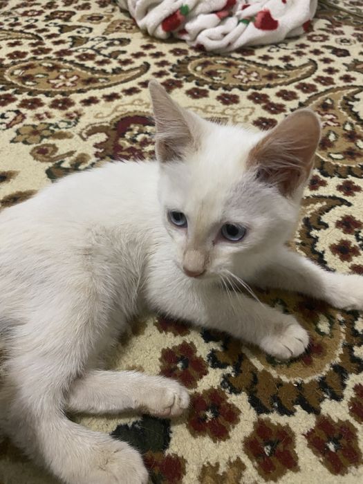 Котенок мальчик, беленькая