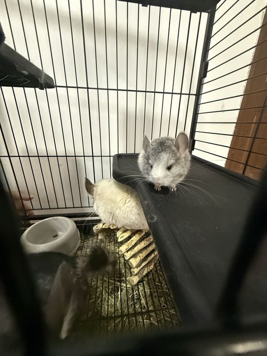 Vând familie de Chinchilla