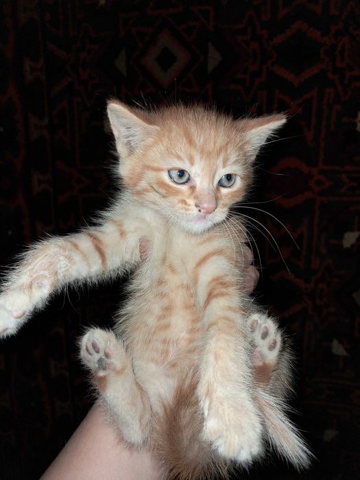 Котята  девочки добрые руки