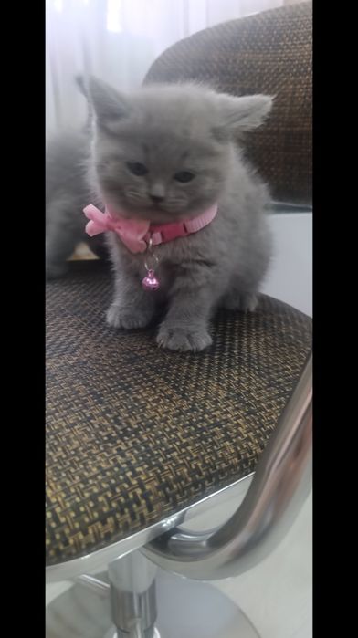 Чистокровные британцы