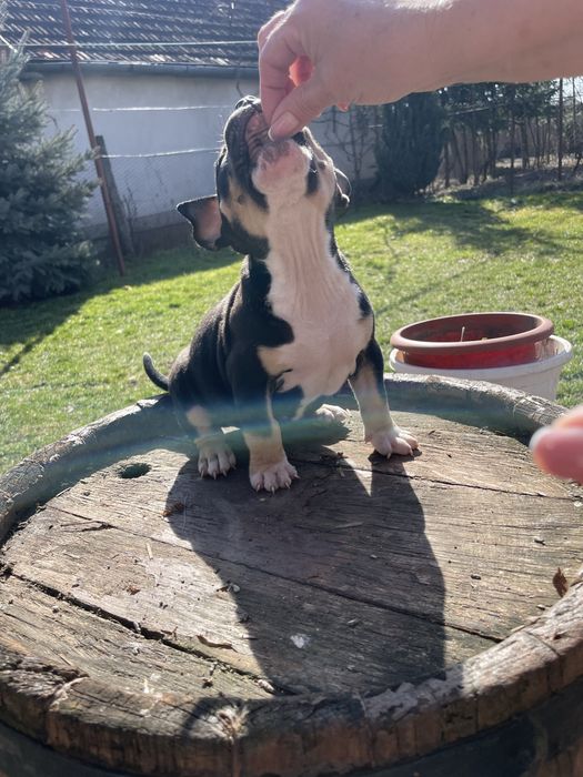 American Bully pocket