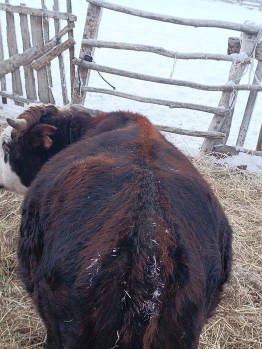 Соғым сатылады жас мал