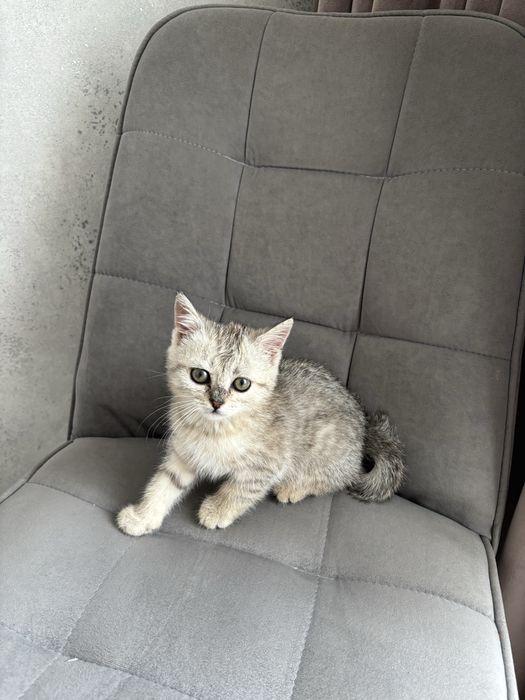 Британские котята