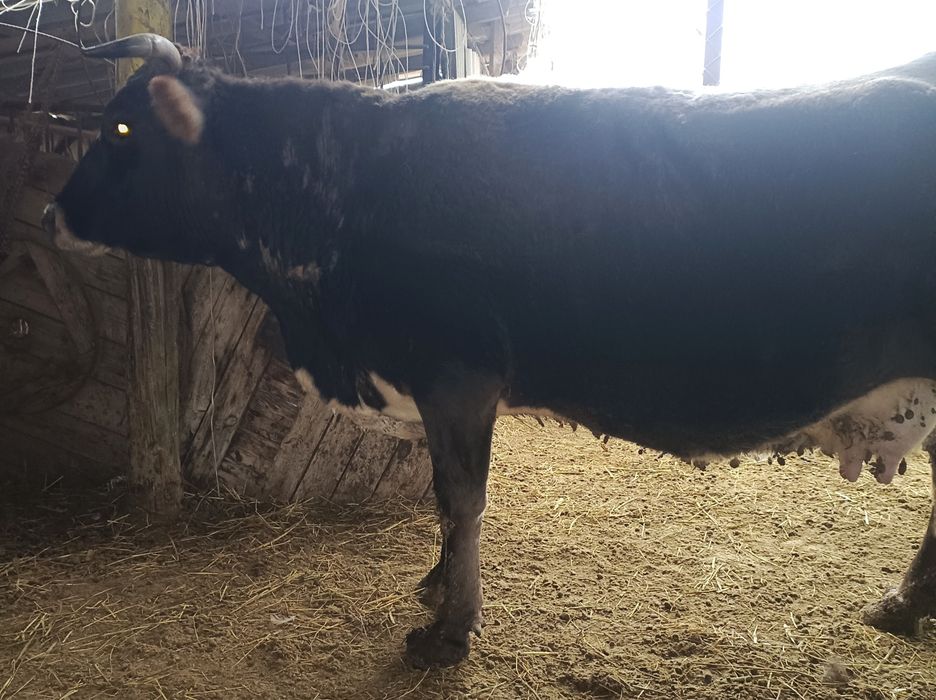 Крупно богатый скот.Корова