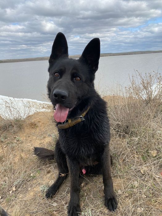 Собака для случки ищем девочку  дддддддддддддддддддд