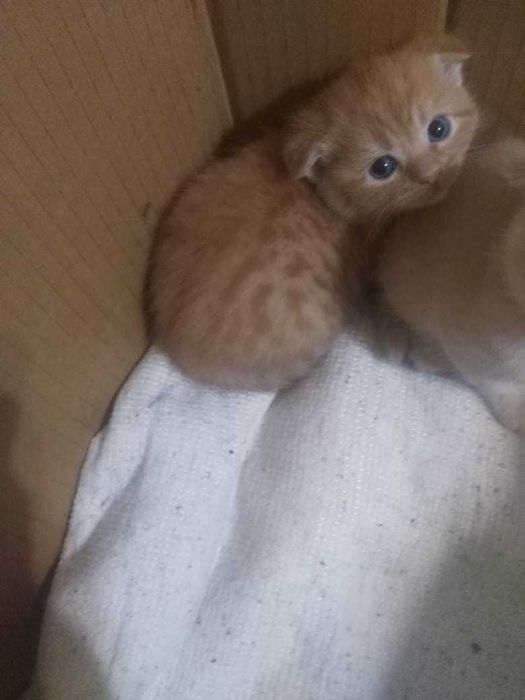 Котенок. Вислоухие котята девочки