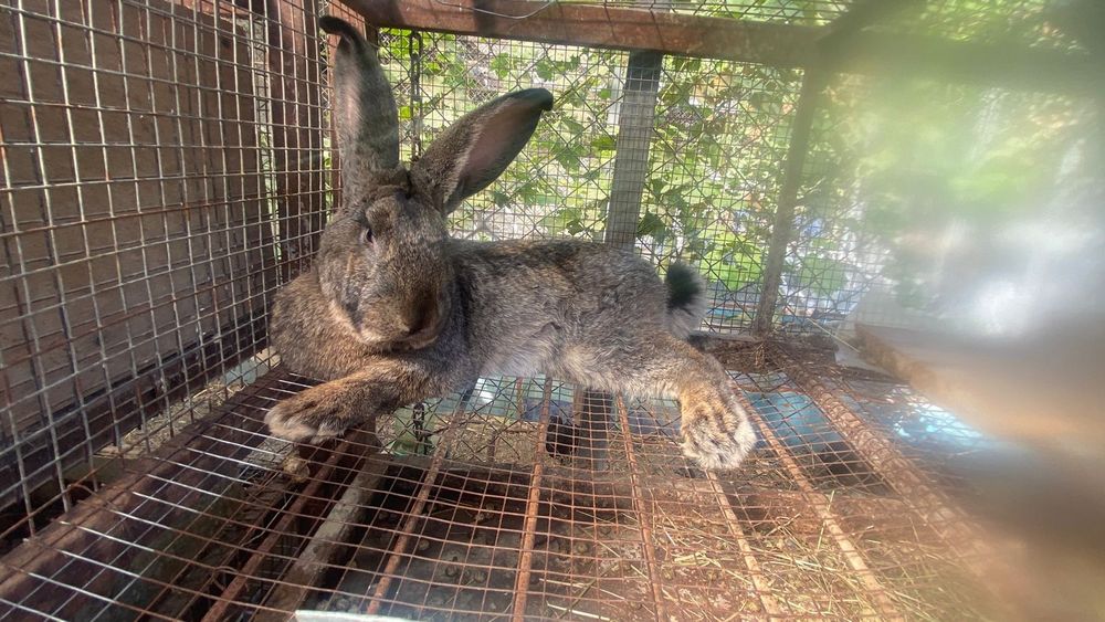 Кролики домашние