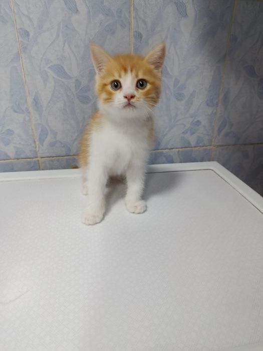 Продается кошечка девочка