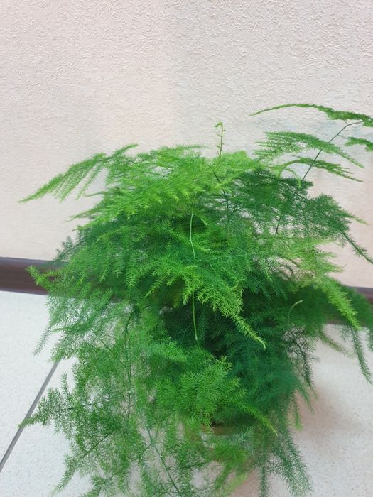 Продам комнатные цветы