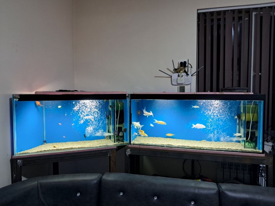 Akvarium barcha jihozlari va baliqlari bilan sotiladi.