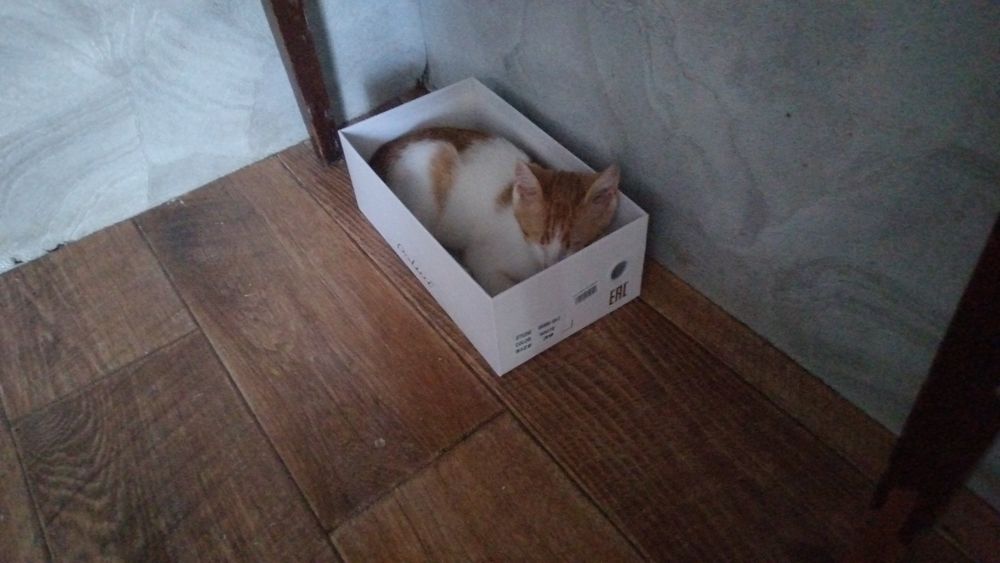 Пропал котёнок возрастом 3 - 4 месяца