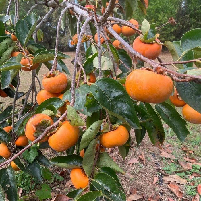 Pomi Fructiferi exotici soiuri kaki