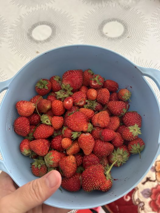 Клубника бақшадан