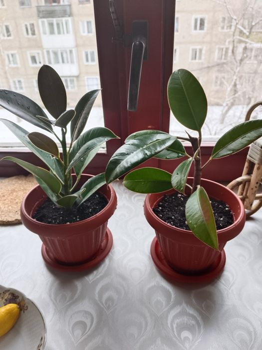 Продам куст и ростки размарина.